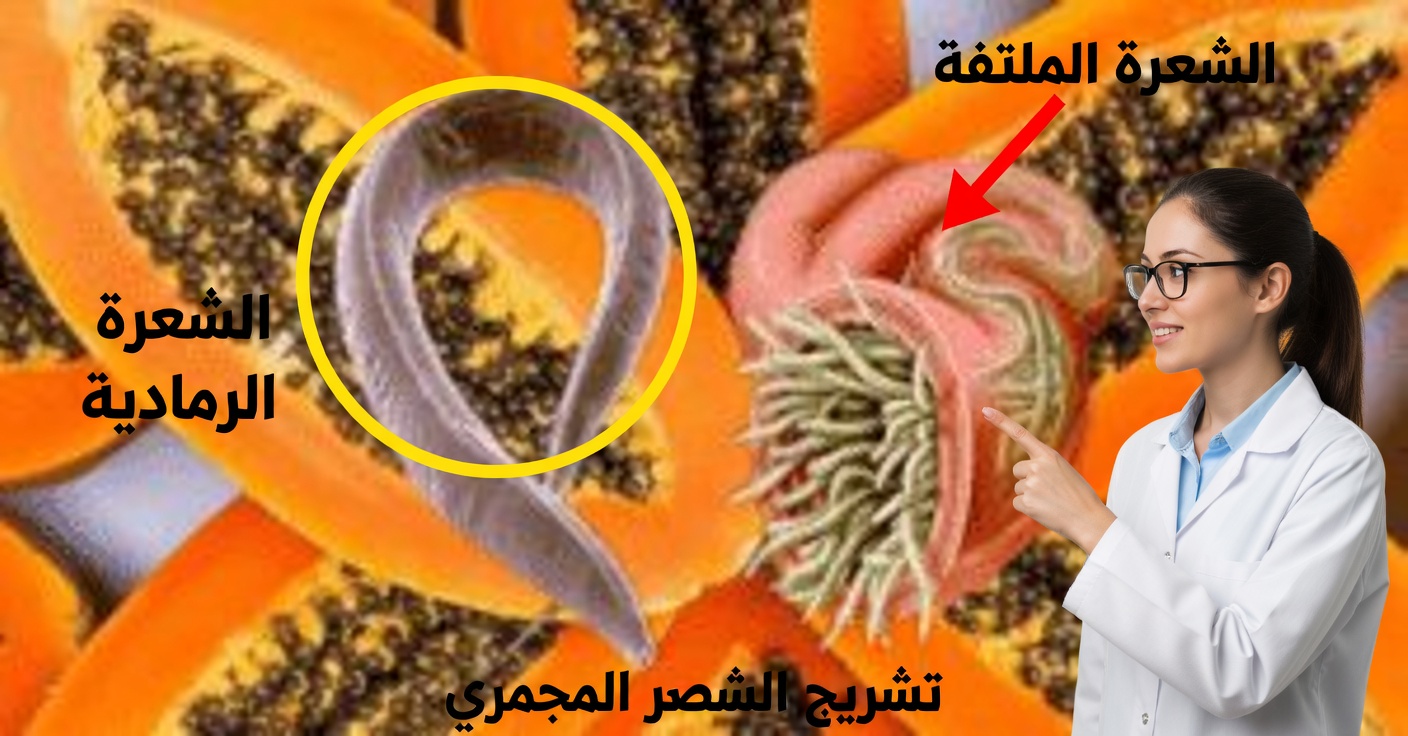 البابايا للقولون: الفوائد وكيفية التخلص من الطفيليات