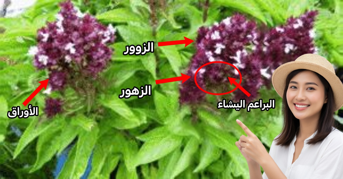 أزهار الريحان: استخدامات وفوائد لم تكن تعرفها