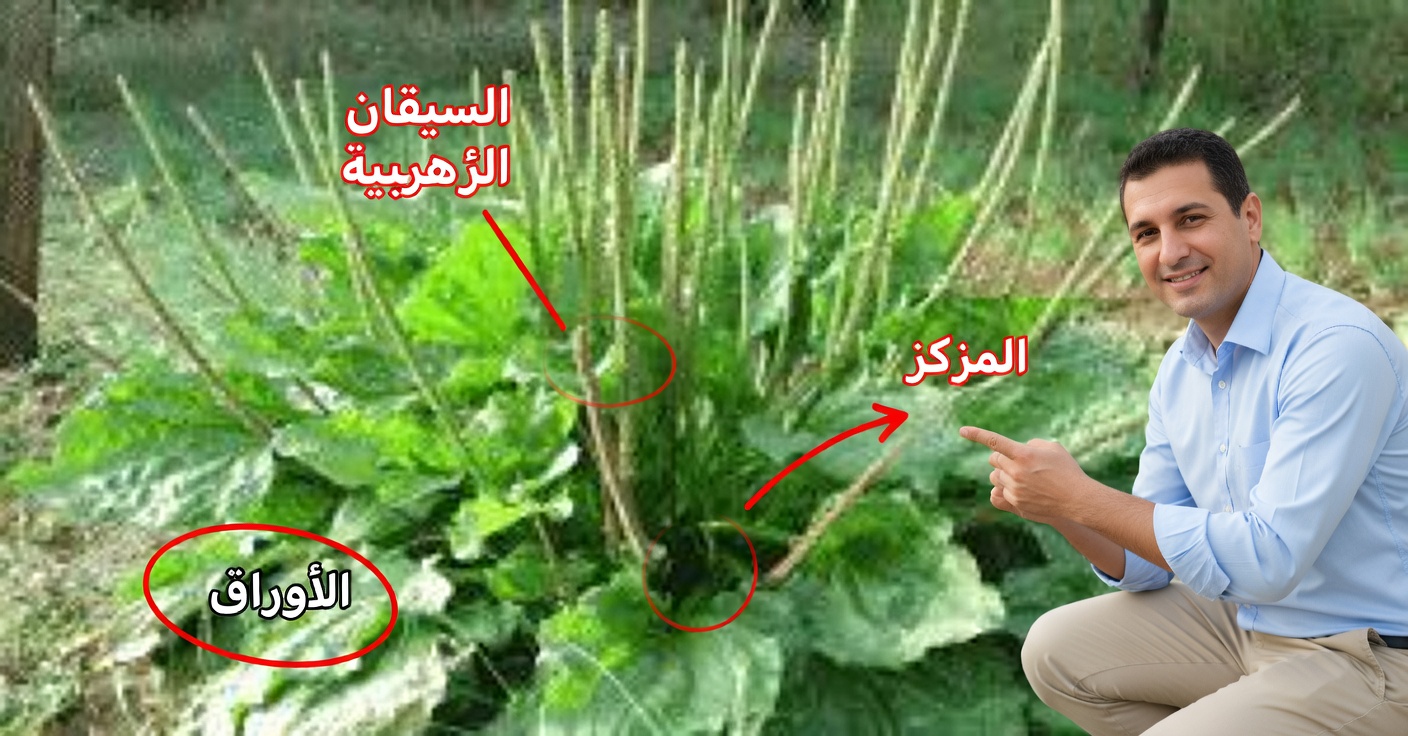 فوائد لسان الحمل للصحة