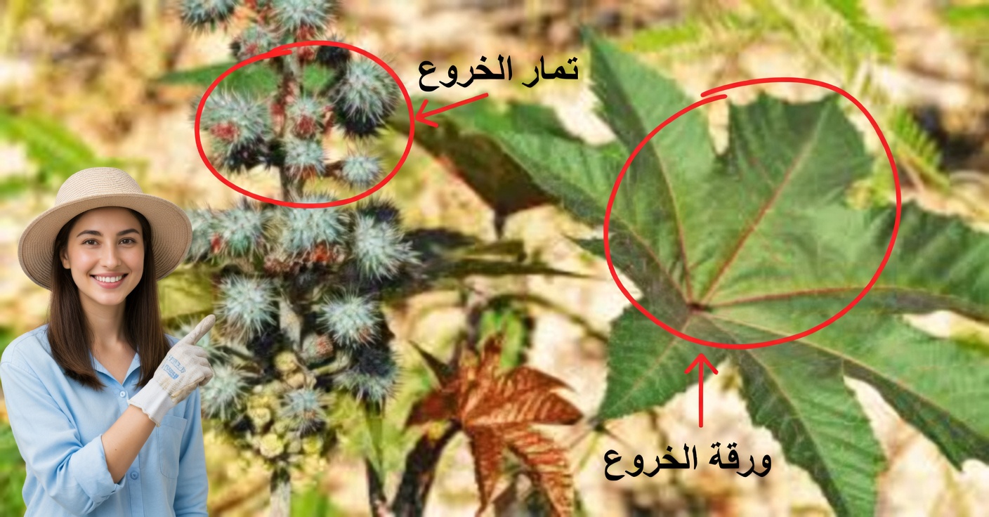 الاستخدامات الطبية لنبات الخروع: وصفات طبيعية وفوائد