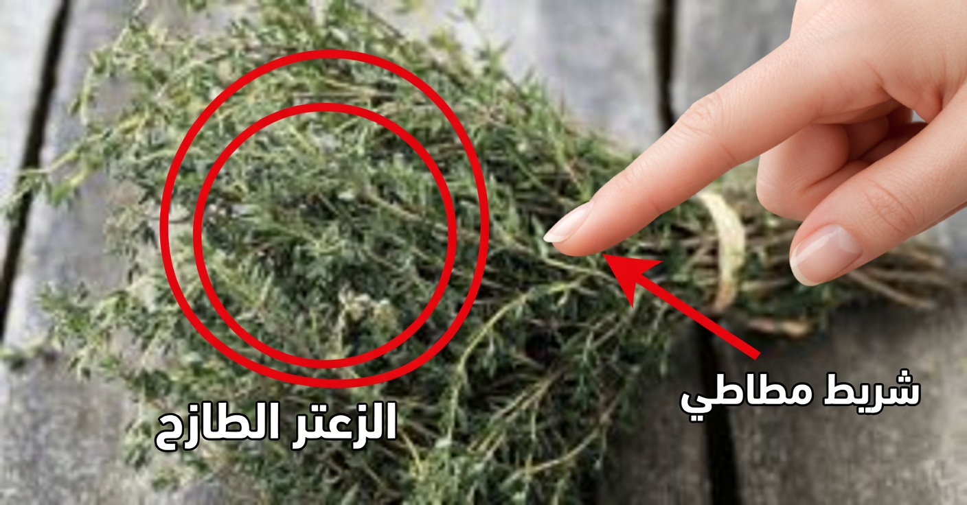 الزعتر لعلاج الدوار والفيبروميالغيا: وصفات طبيعية فعّالة