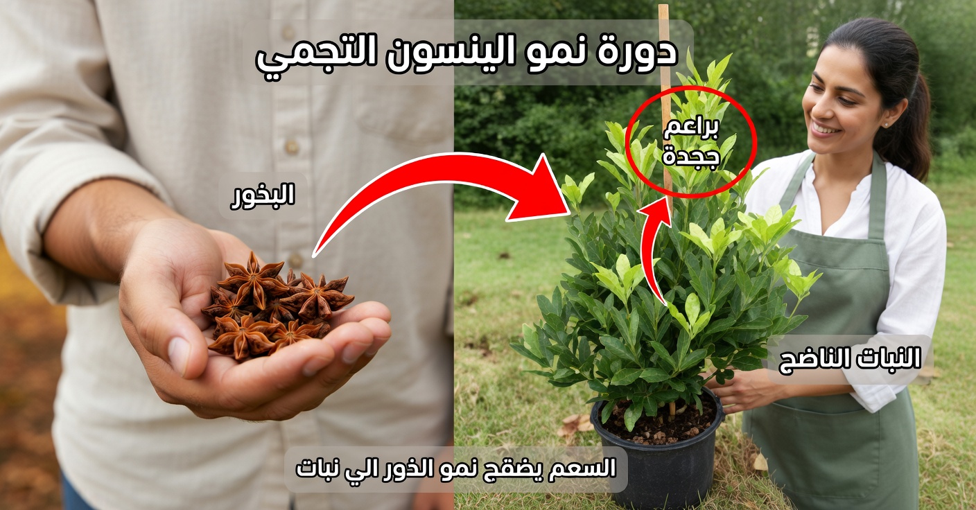 كيفية زراعة اليانسون النجمي في المنزل والاستفادة من فوائده