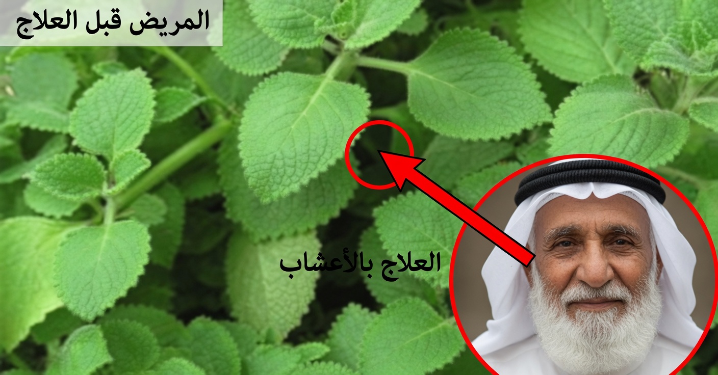 الأوريغانو عريض الأوراق للبصر: علاجات لصحة العين