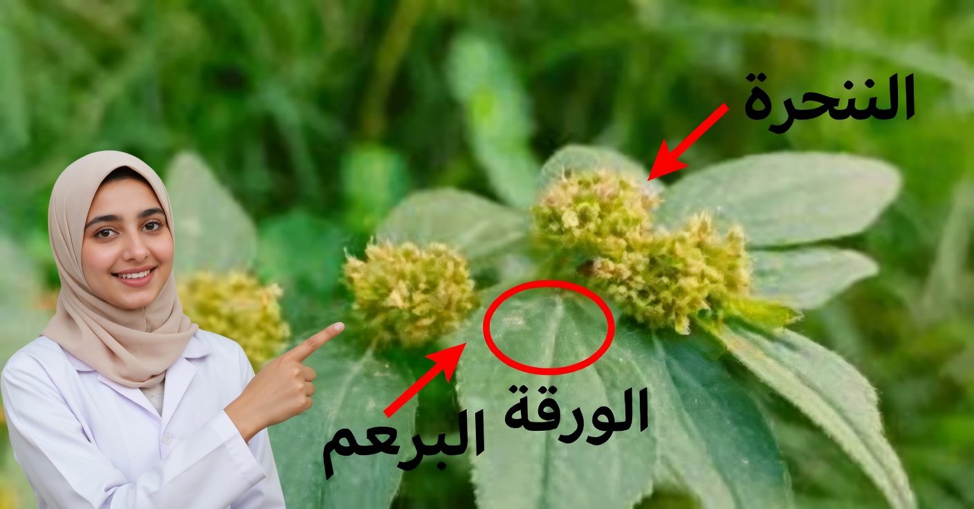 يوفوربيا هيرتا: الفوائد، الاستخدامات وكيفية تحضيرها