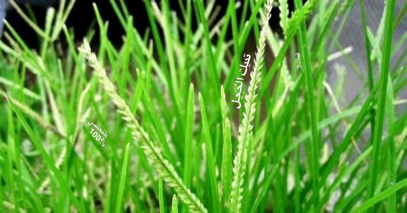 عشبة الإوزة: الخصائص، الفوائد والعلاجات المنزلية لـ 25 حالة مرضية