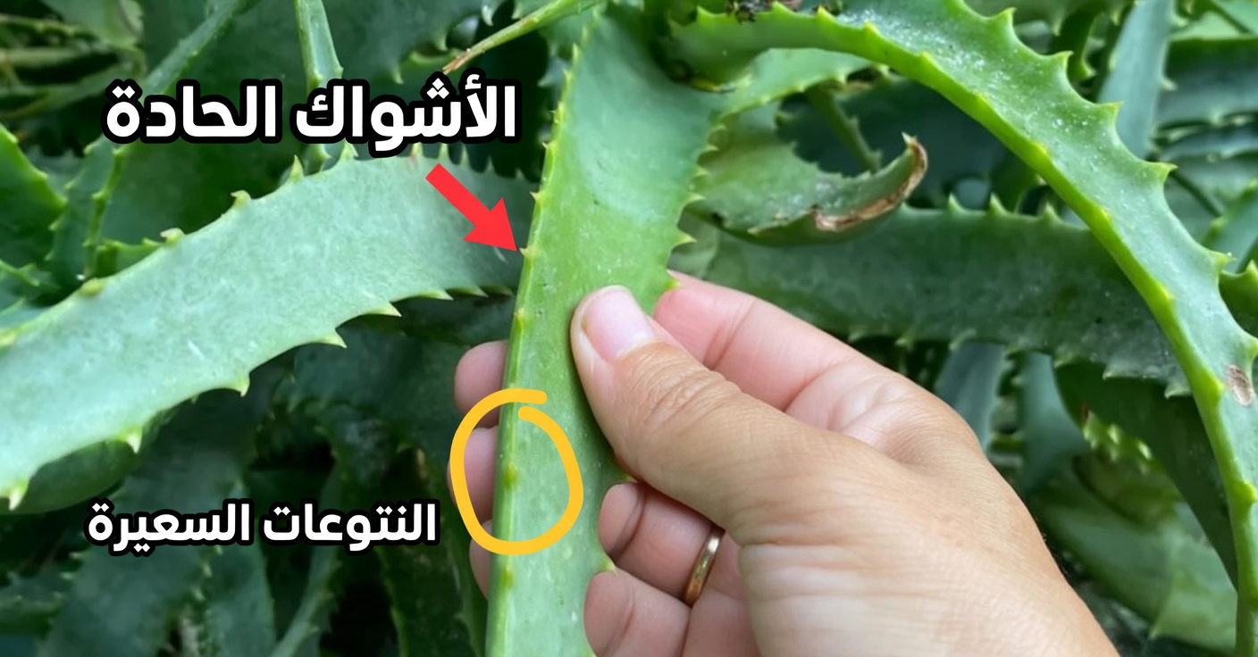 توقف! أنت ترتكب خطأً كبيرًا في شرب ماء الليمون بهذه الطريقة: كيف تحضّر ماء الليمون بالطريقة الصحيحة