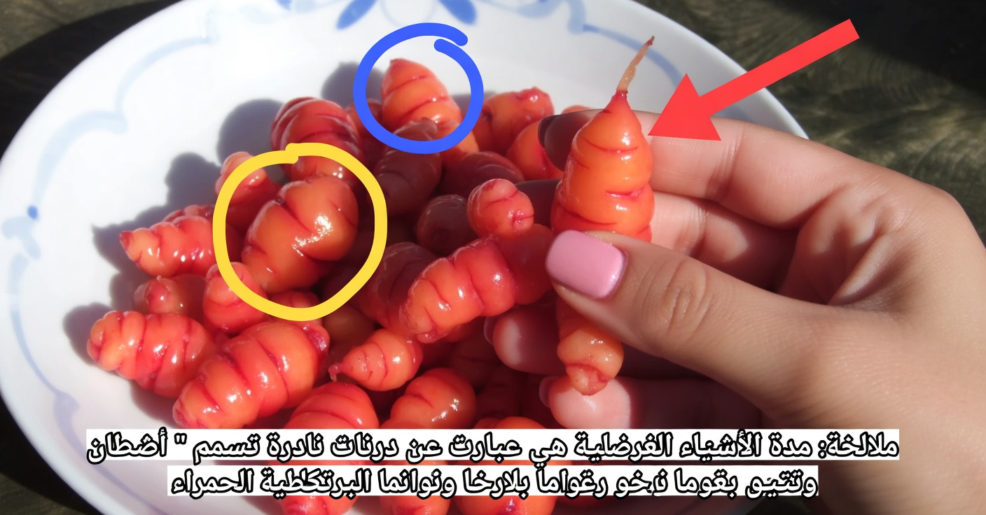 الحمص والبيض: بديل غني بالبروتين وخالٍ من اللحم