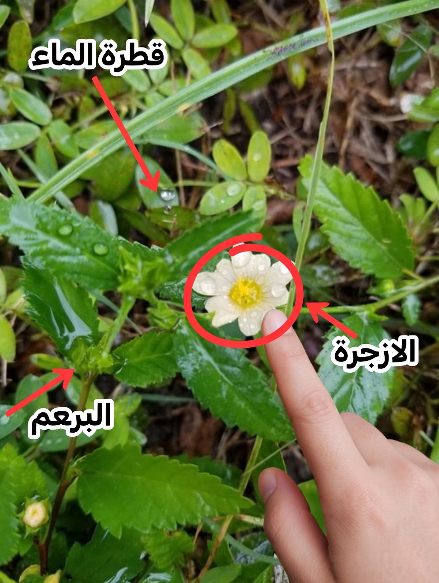 كشف 6+ من الفوائد الصحية لنبات السِّيدَا أَكيوتا: علاج طبيعي ذو خصائص شفائية قوية