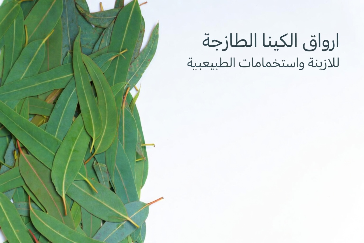 شاي الأوكالبتوس – ما فوائده؟ – فوائد لصحتك وجمالك