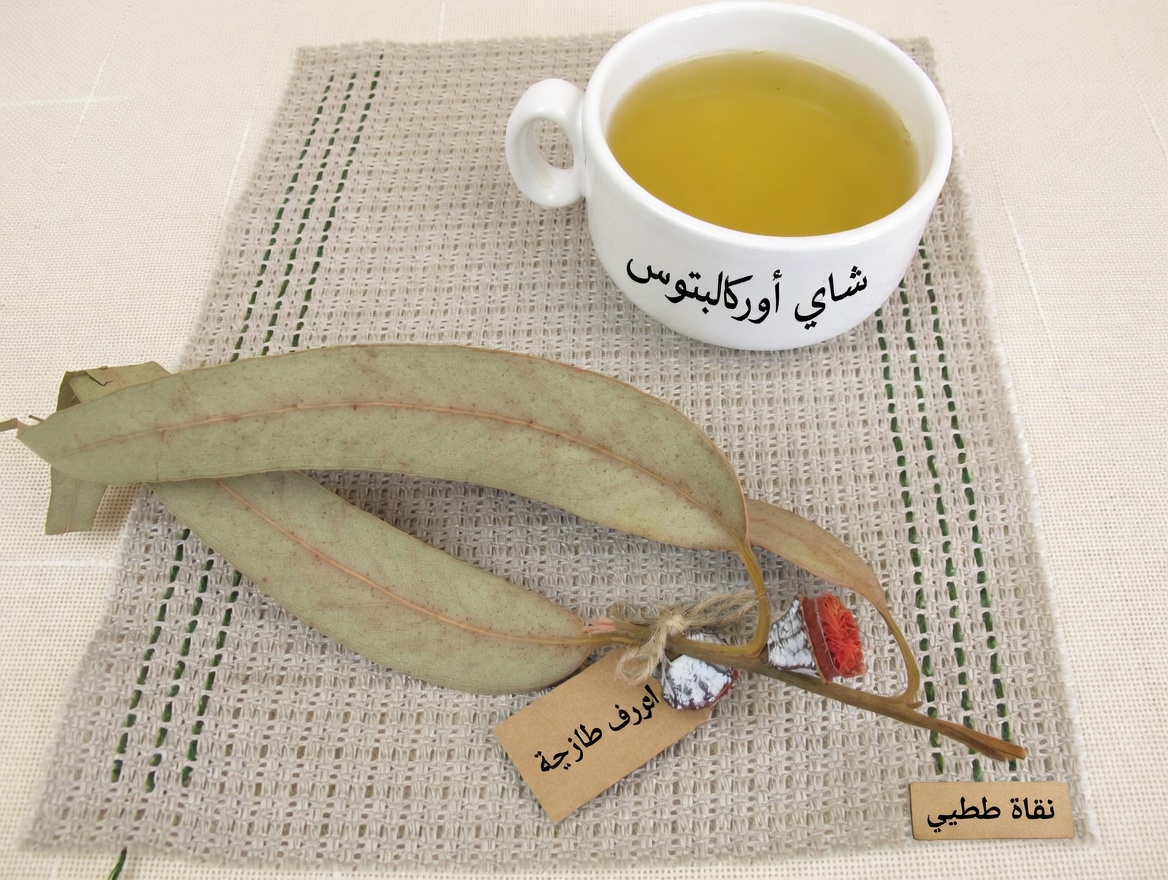 شاي الأوكالبتوس – ما فوائده؟ – فوائد لصحتك وجمالك