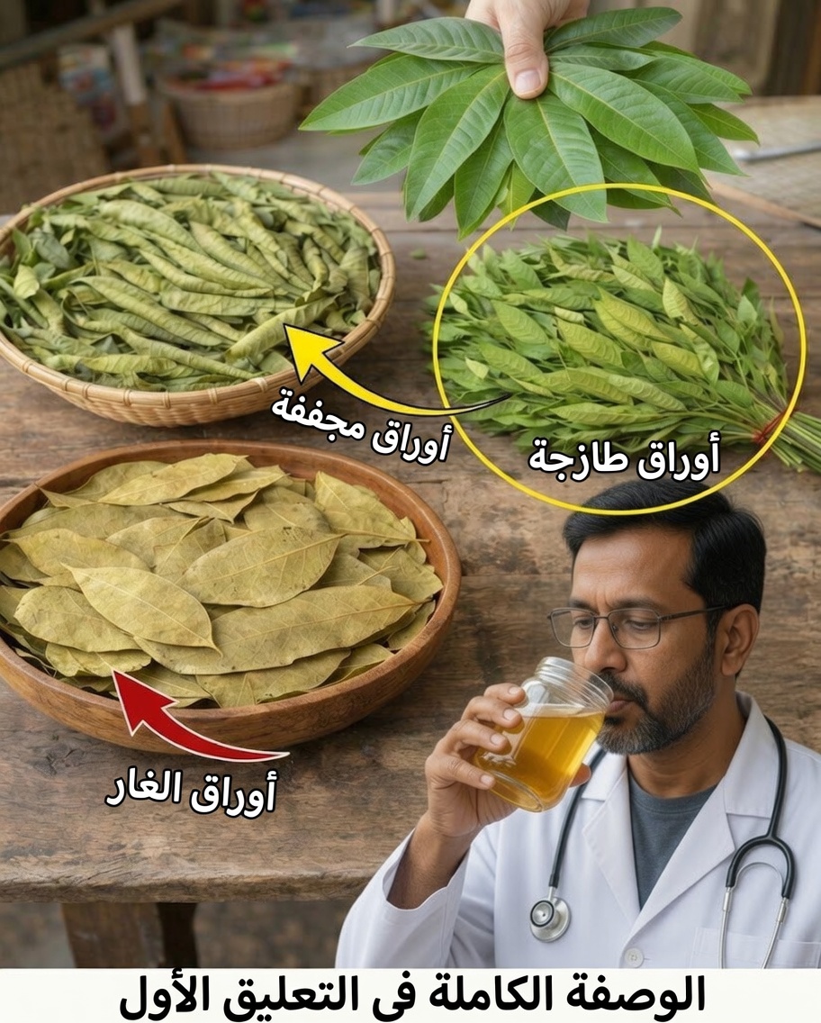 الأوراق الطبية الأربع: الأفوكادو والمانجو والغار والجوافة — هدية الطبيعة لرفاهيتك