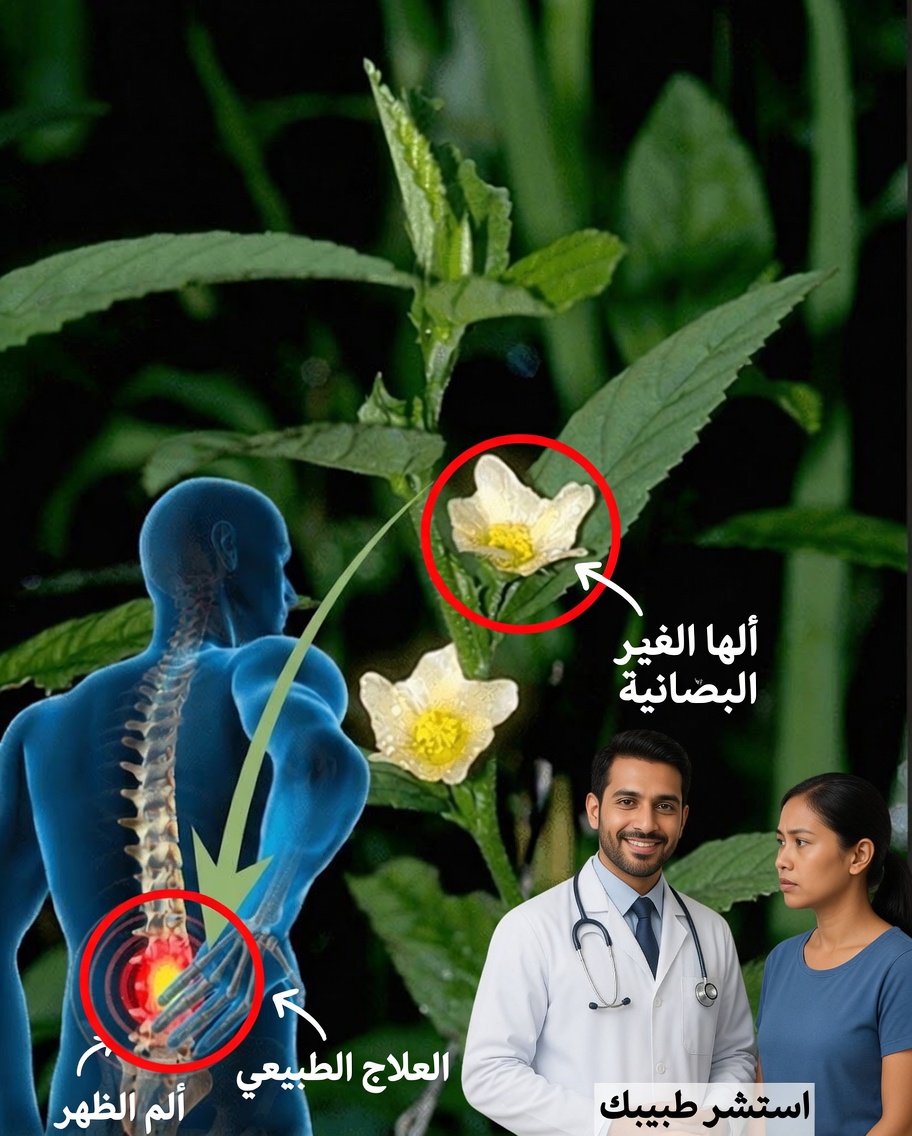 سيدا أكوتا: العشبة الشفائية المُهمَلة التي قد تُنعش جسدك طبيعيًا