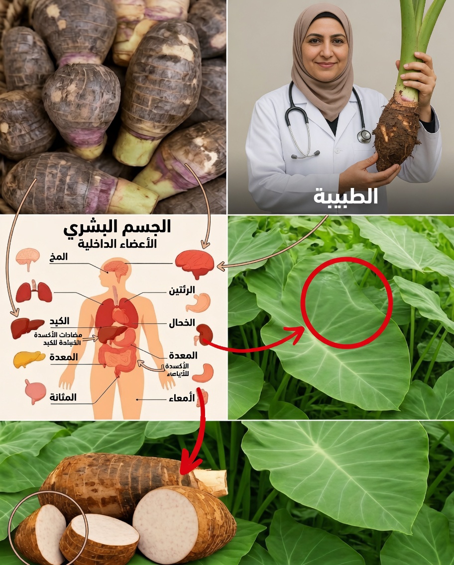 جذر القلقاس: القوة الخفية تحت الأرض