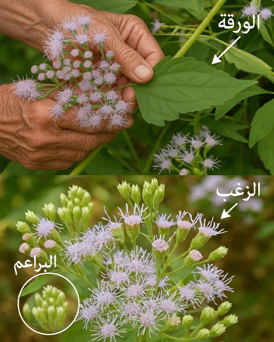 الكشف عن الكنز المخفي لكرومولينا أودوراتا