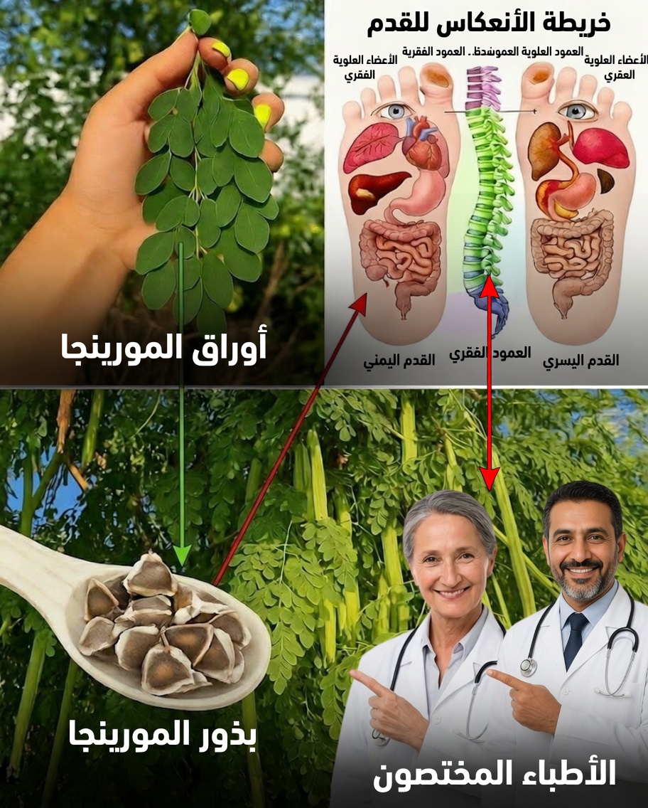 المورينغا: الحكمة العريقة تلتقي بالغذاء الخارق الحديث