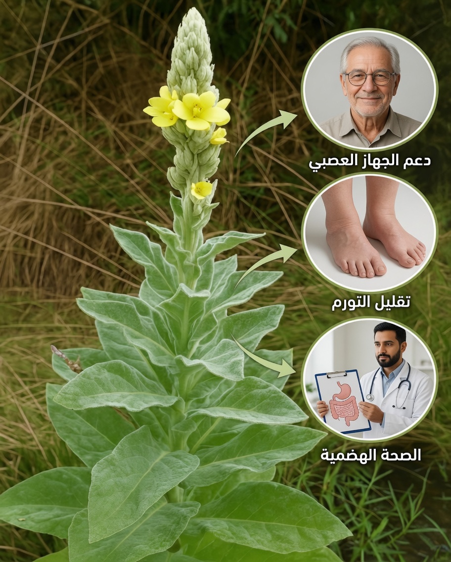 لماذا يُعدّ الفيرباسكو العلاج الطبيعي المنسي للرئتين والرفاهية