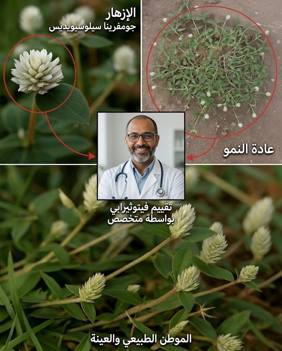 الجويويد الجالسة: نبتة بسيطة في الحديقة بفوائد استثنائية