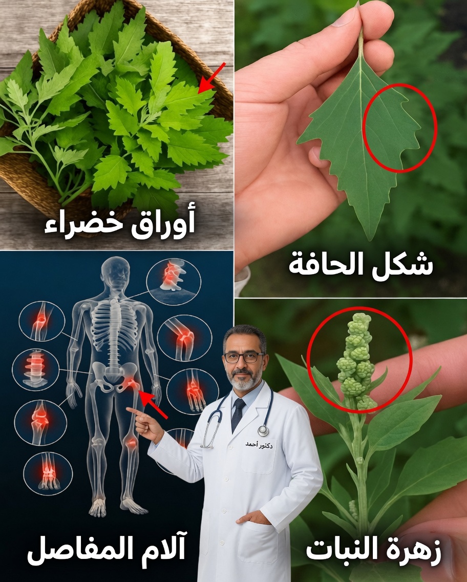 عنوان: السبانخ البرية: النبات المنسي ذو فوائد صحية مدهشة